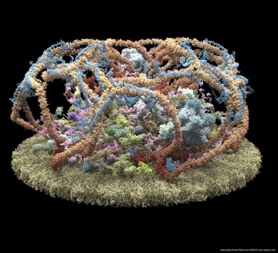 Vesicle Formation 2