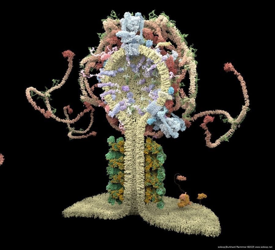 Vesicle Formation 4