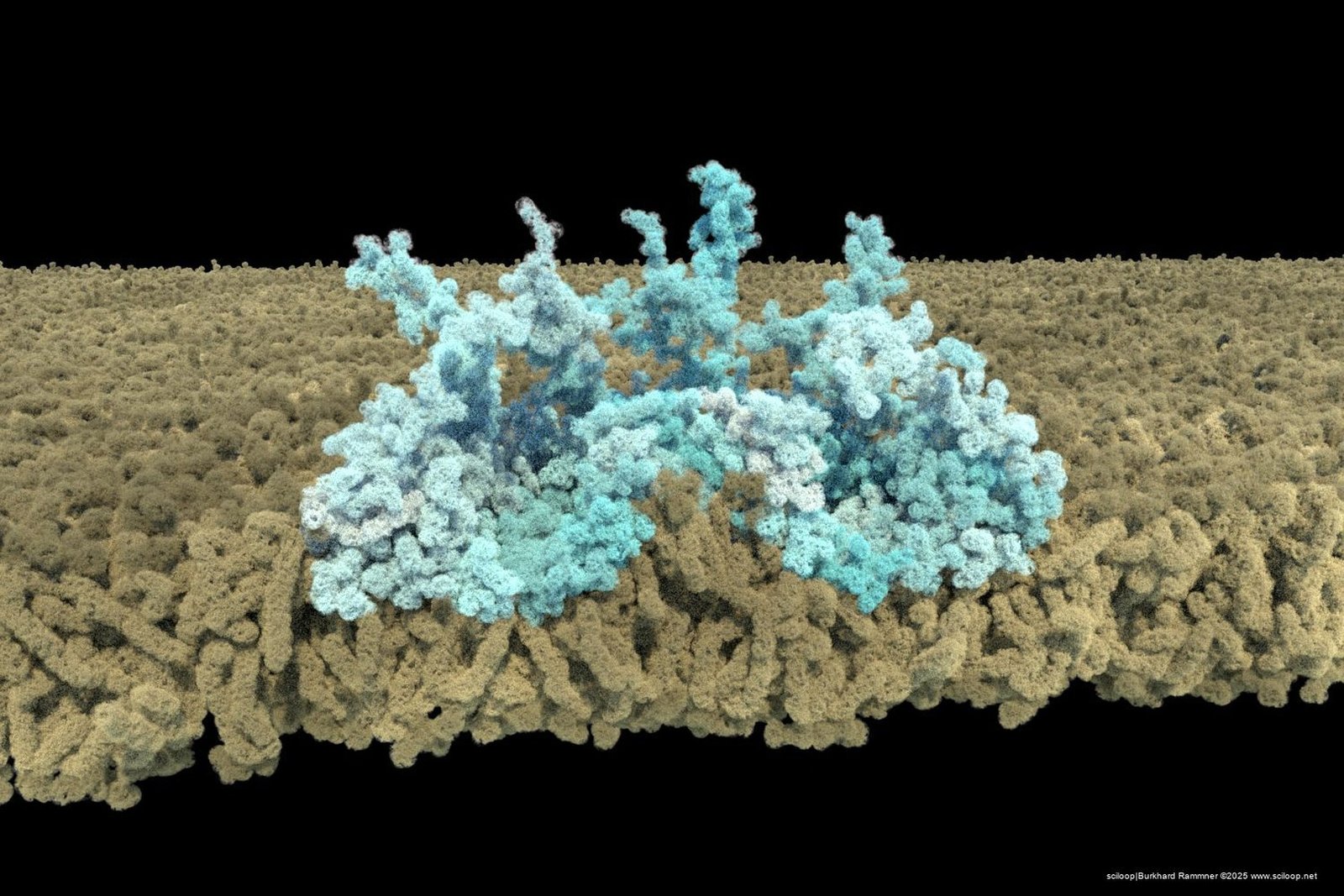 CaveolinComplex 0