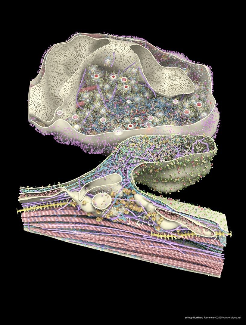 FullSynapse 01