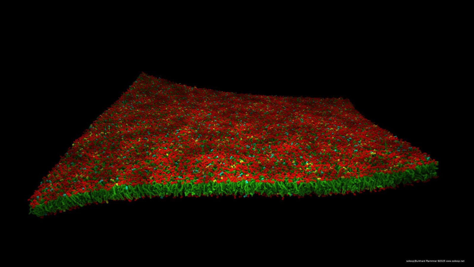 membraneflower2