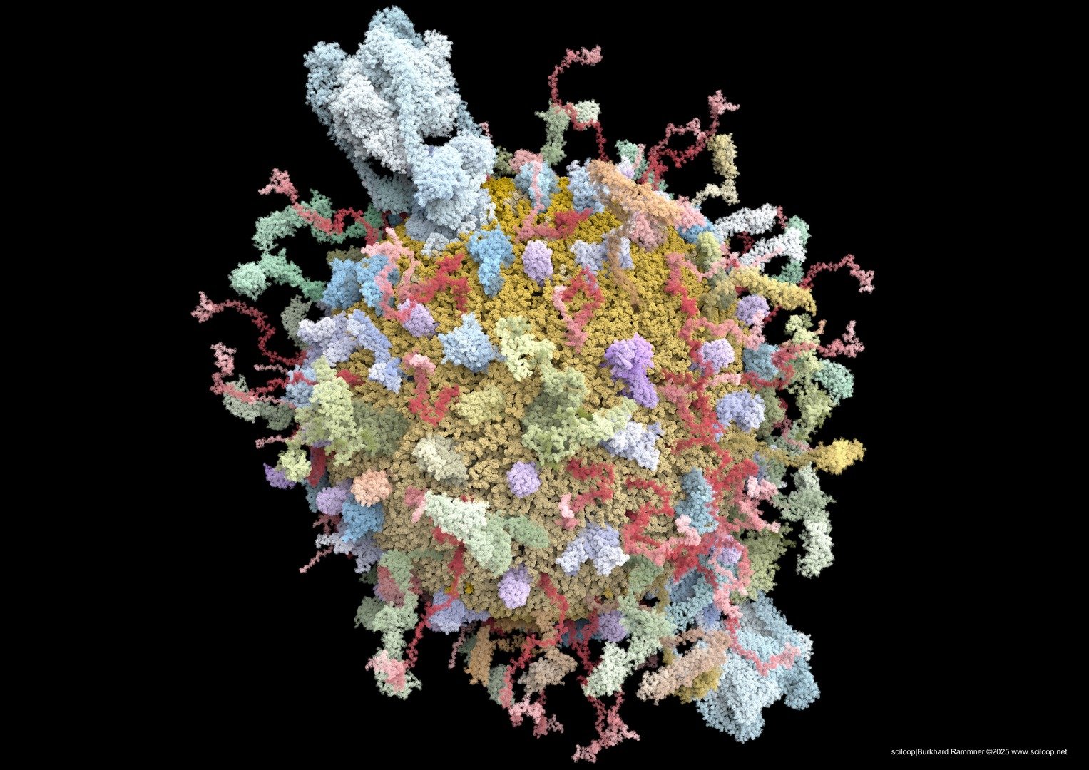 Neuronal vesicle DINA0 01