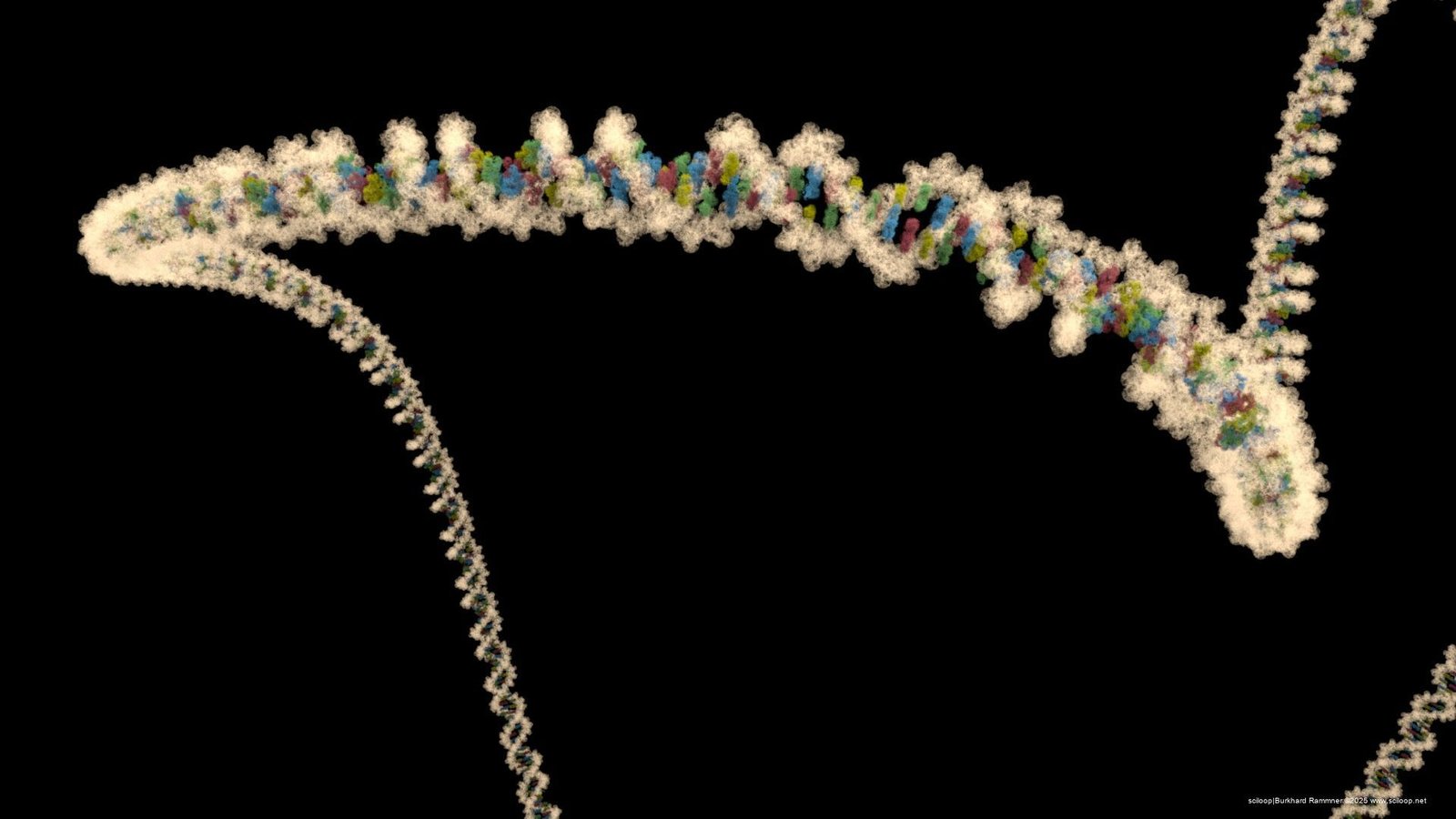 NucleicAcid filamentComplex 01 1 0032