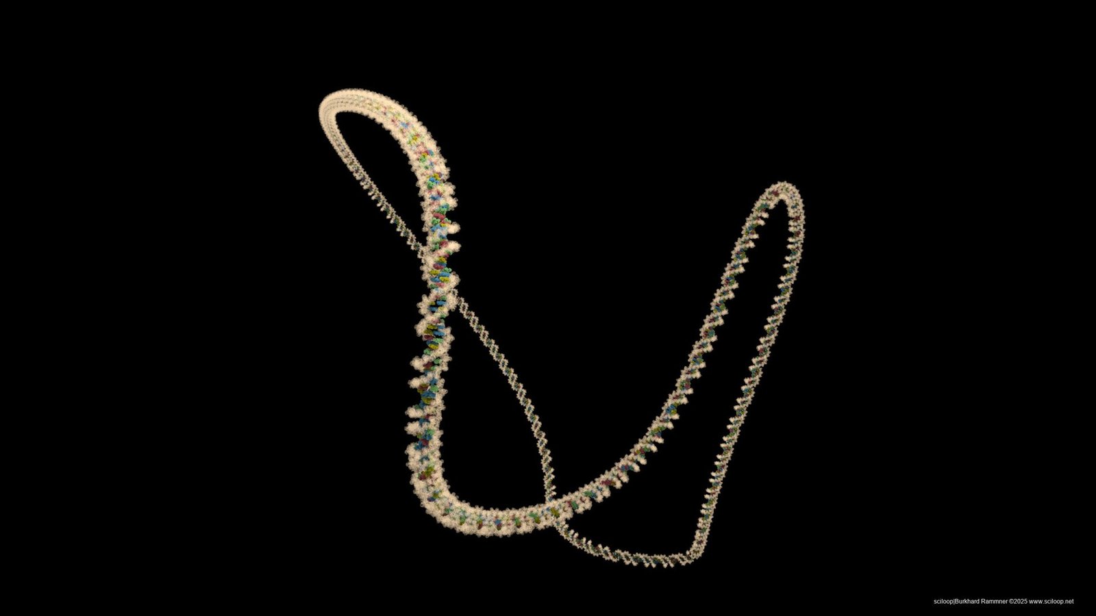 NucleicAcid filamentComplex 04 1 0014