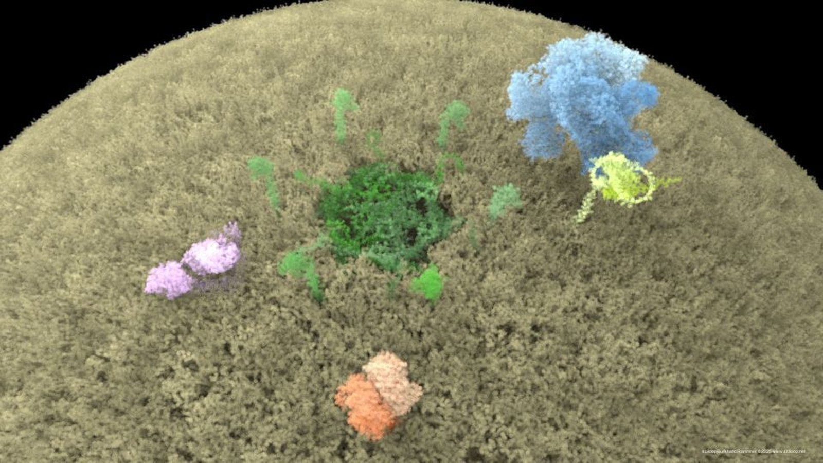 Peroxisome 01