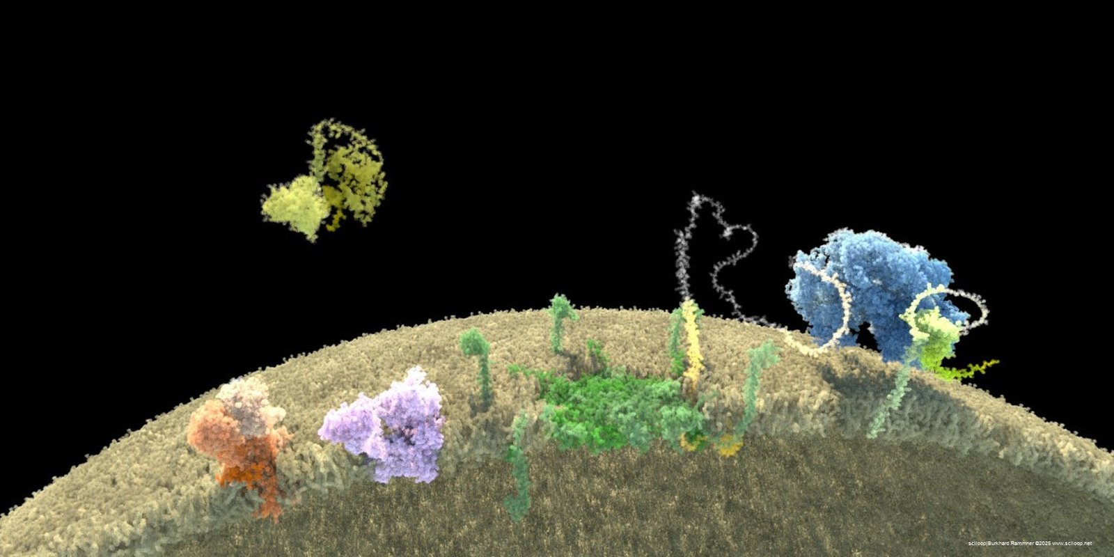 Peroxisome skyDome 014