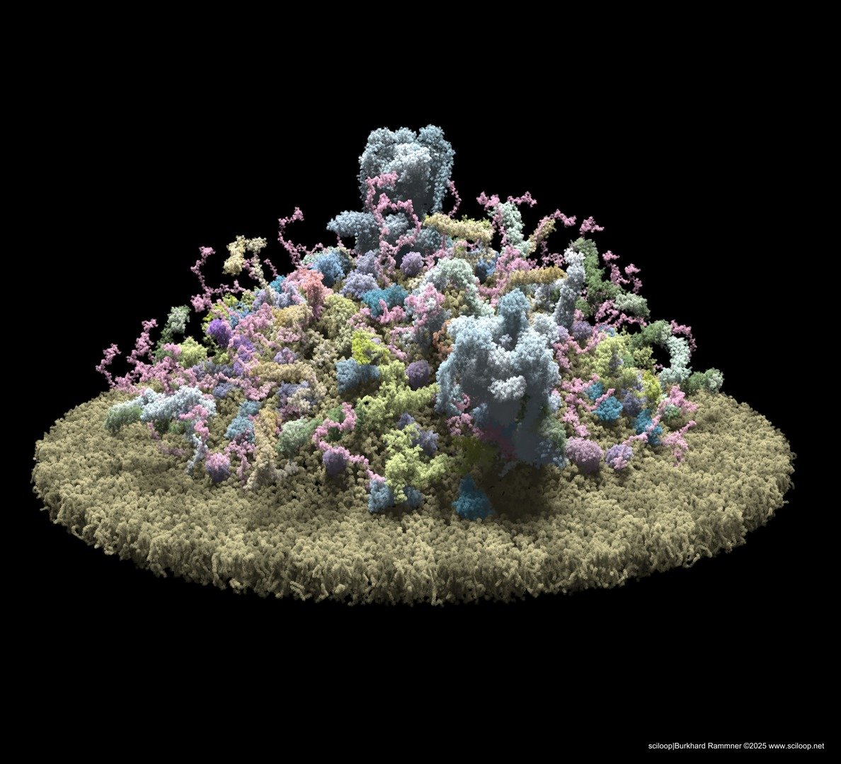 Vesicle 30