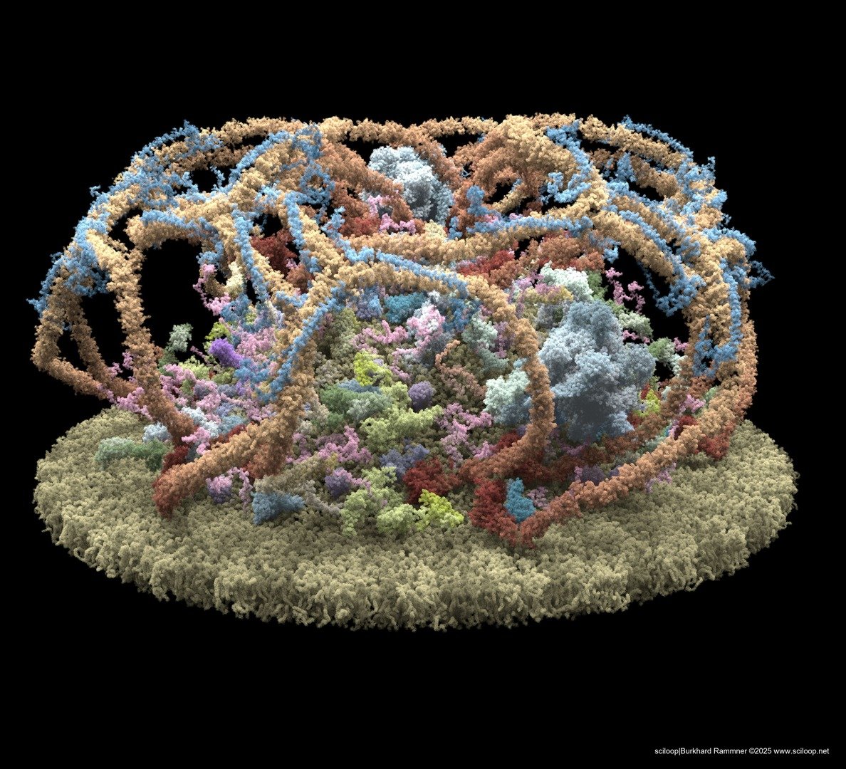 Vesicle clathrin 35