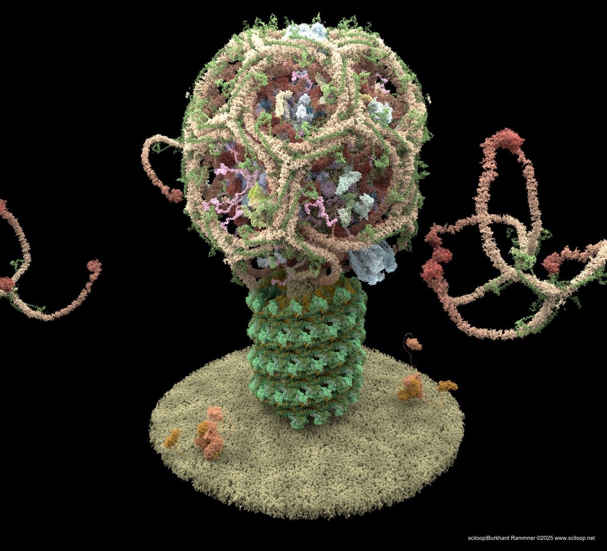 Vesicle dynamin 61