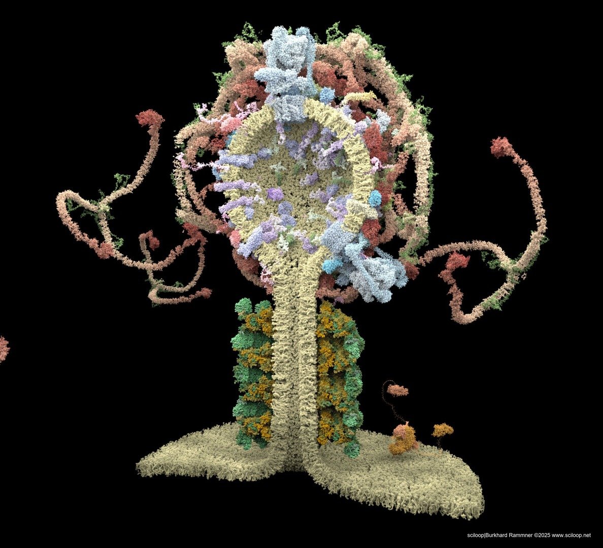 Vesicle dynamin open 23