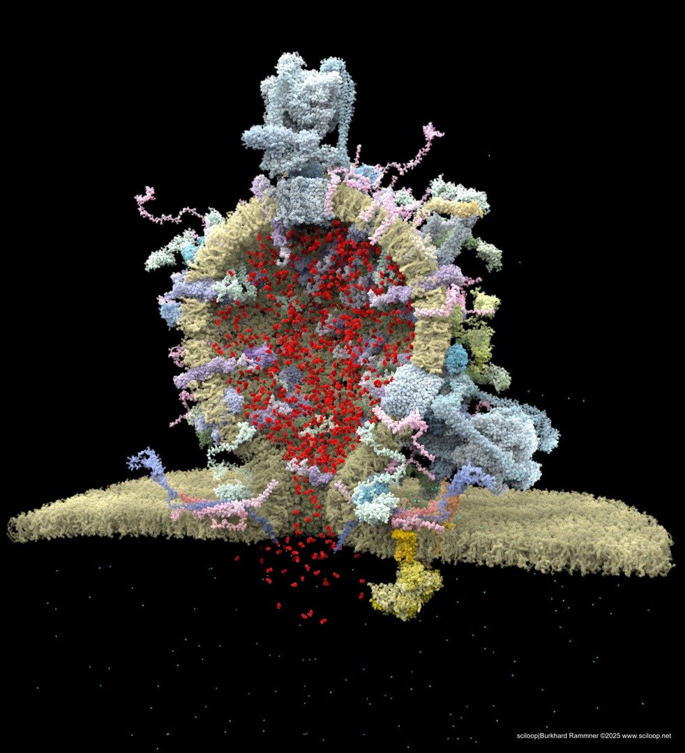 Vesicle dynamin open exo CAbig 18