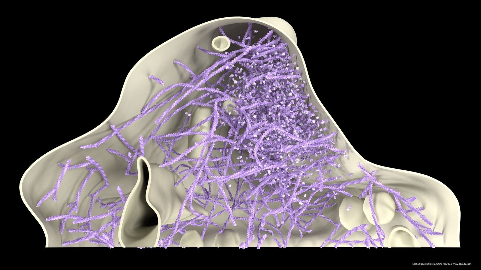 actinFilamentA 62